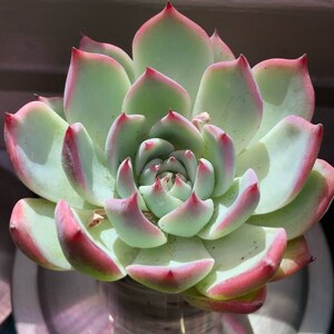 Echeveria ‘Tippy’ is a hybrid cross between the Echeveria Derenbergii & Echeveria Agavoides, rooted plat big beautiful 4&quot; pot, ships no pot