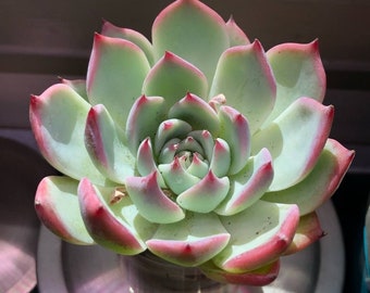 Echeveria ‘Tippy’ is a hybrid cross between the Echeveria Derenbergii & Echeveria Agavoides, rooted plat big beautiful 4" pot, ships no pot