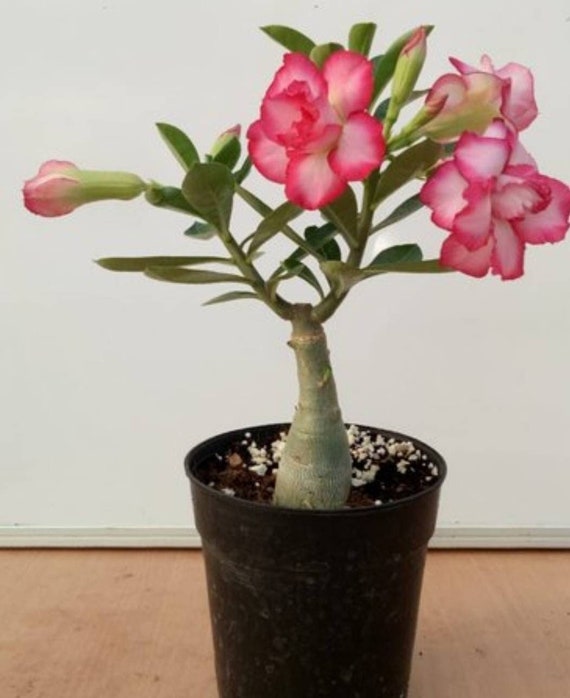 Adenium obesum (Desert rose) - 10 seeds – Rare Plant World