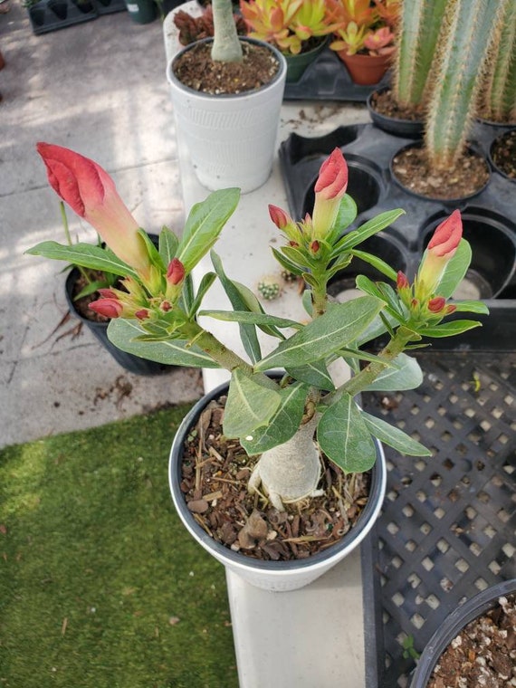 Adenium Obesum Adenium Obesum - Set of 4 - Desert rose - Pot 10,5