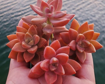 Rare Orange Pink Graptosedum alpenglow graptopetalum sedum HYBRID rosette California sunset 2.5" Potted Plant
