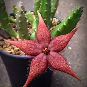 Stapelia schinzii var. angolensis Amazingly rare 2.5 Pot, 6 to 7 healthy stems ready to Bloom, ships with pot image 3