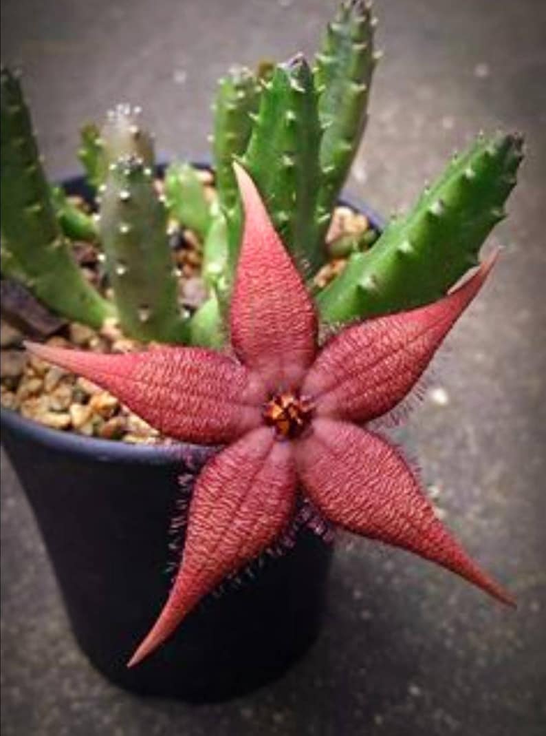 Stapelia schinzii var. angolensis Amazingly rare 2.5 Pot, 6 to 7 healthy stems ready to Bloom, ships with pot image 3