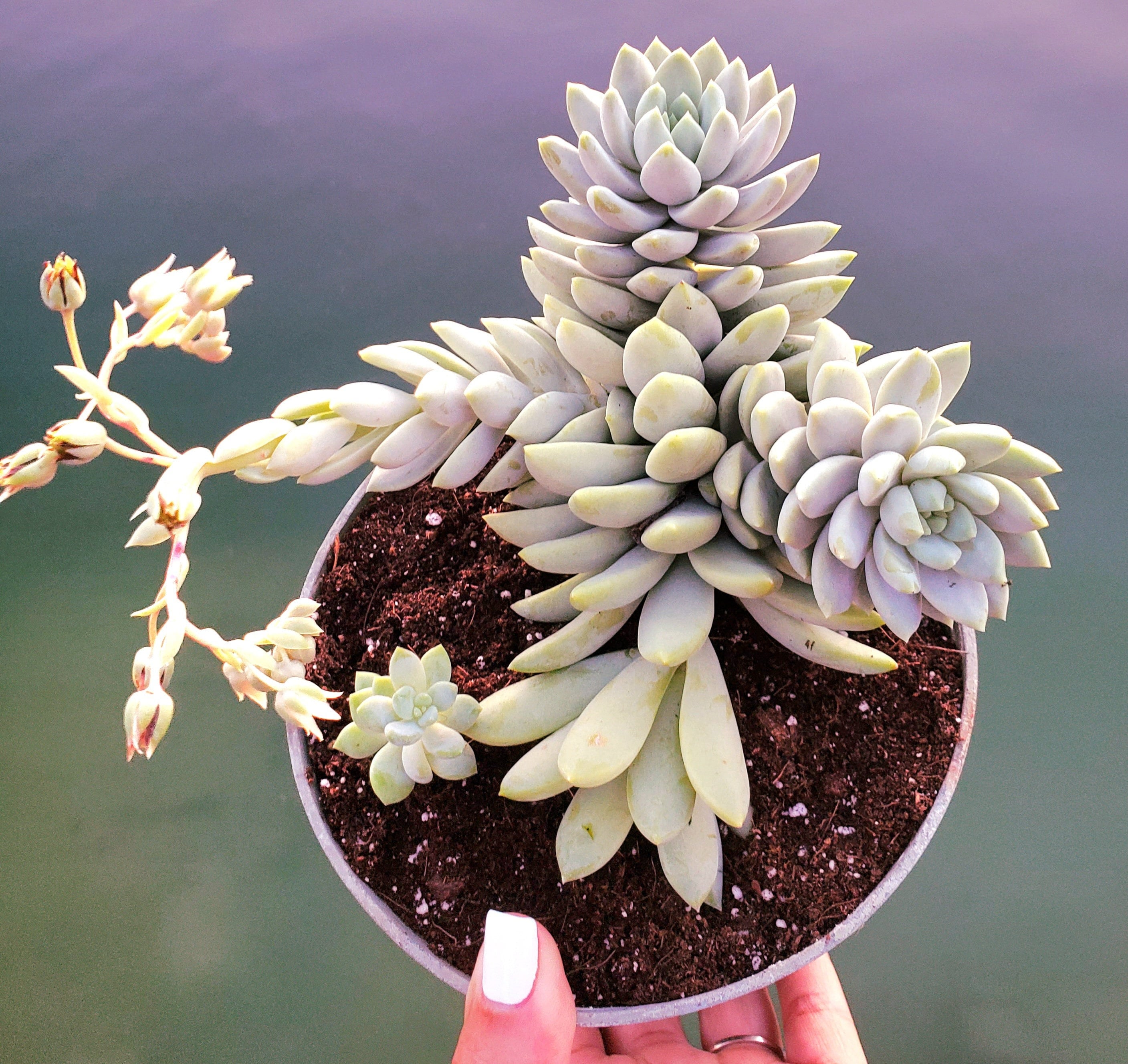 韓国 ファッション通販 Rare Sedeveria 'lilac Mist' Live Plant Rooted 6 トップス