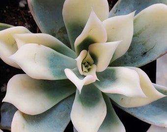 Rare Succulents - Echeveria Lilacina Ghost Variegated