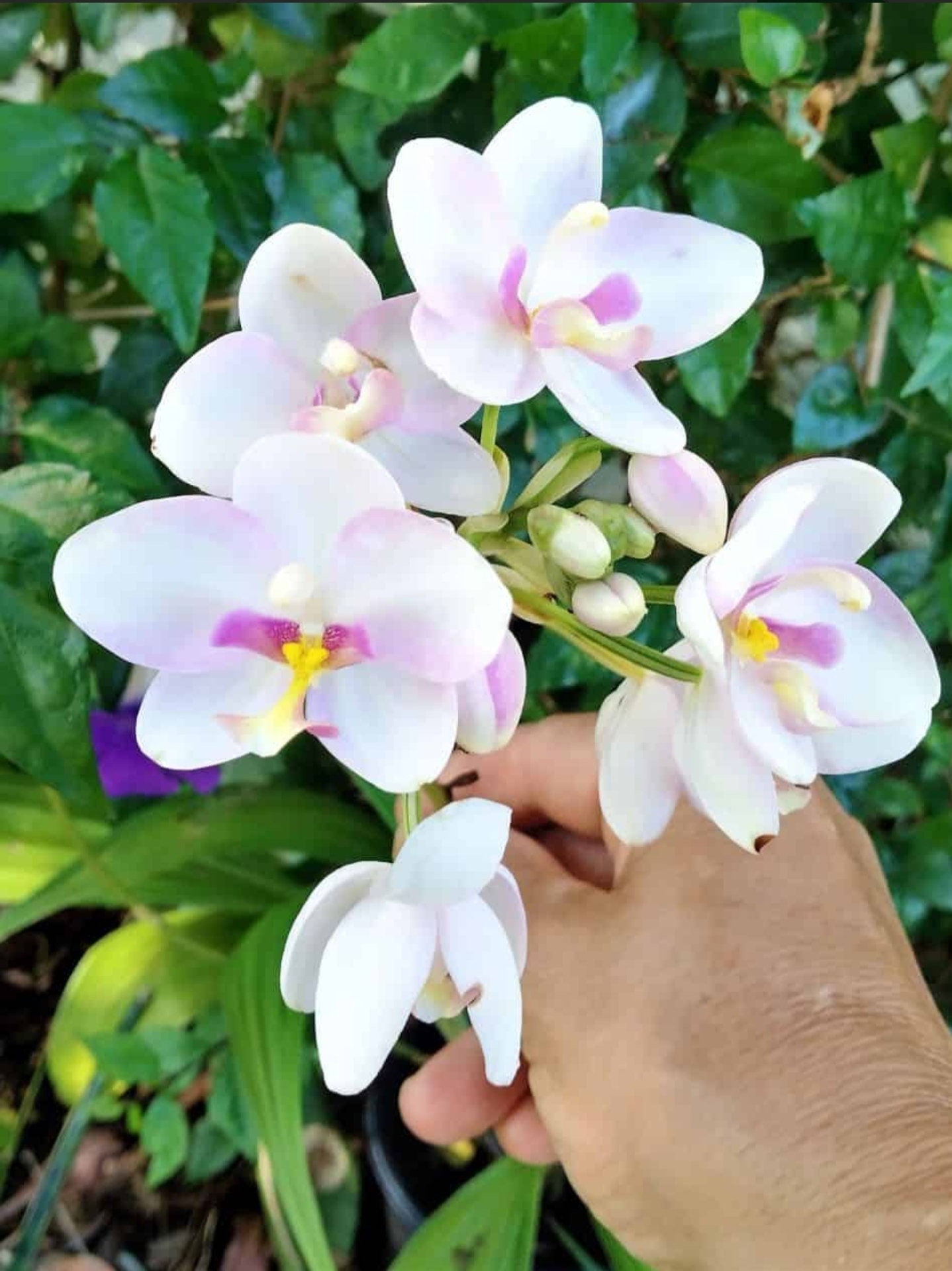 Rare White-pink Ground Orchid (spathoglottis Plicata) Live Plant