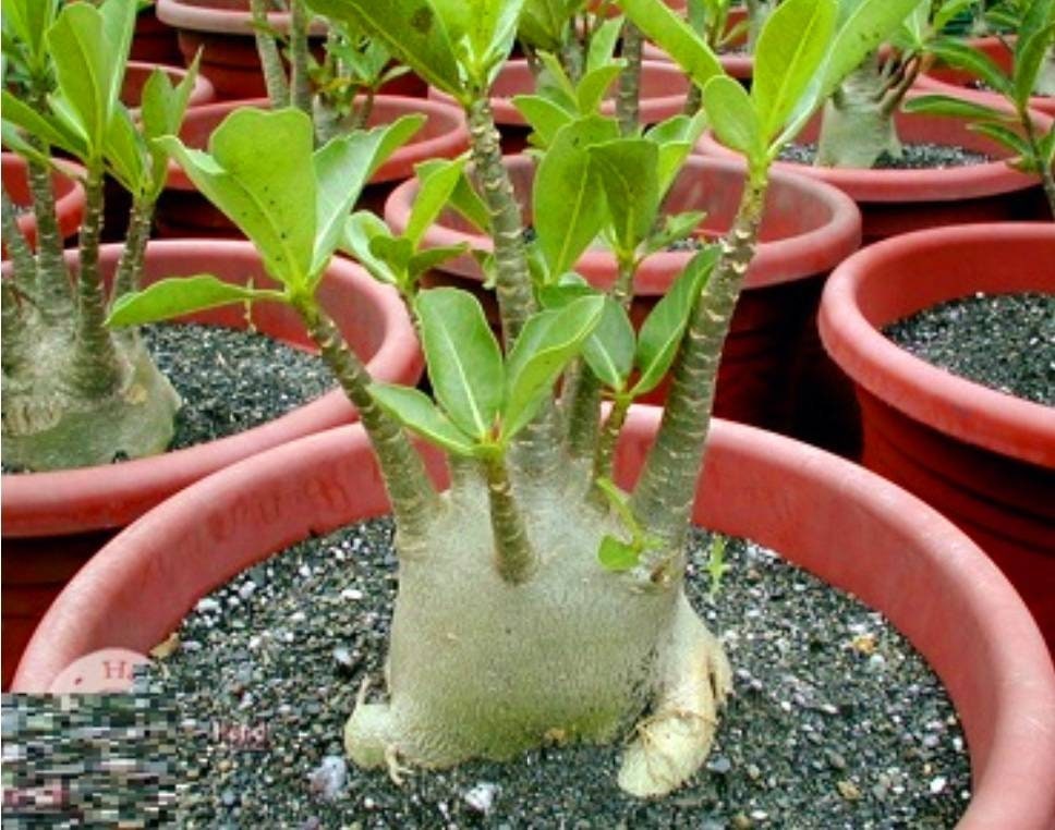珍しいアデニウム オベスム アラビカム、美しい白い花が咲く太い