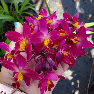 Rare Ground Orchid Bletilla Fushia Plum Striata Miniature Hybrid, grows up to 6 inches