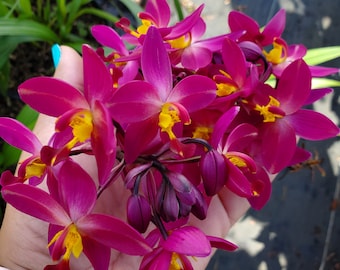 Rare Ground Orchid Bletilla Fushia Plum Striata Miniature Hybrid, grows up to 6 inches ships no pot