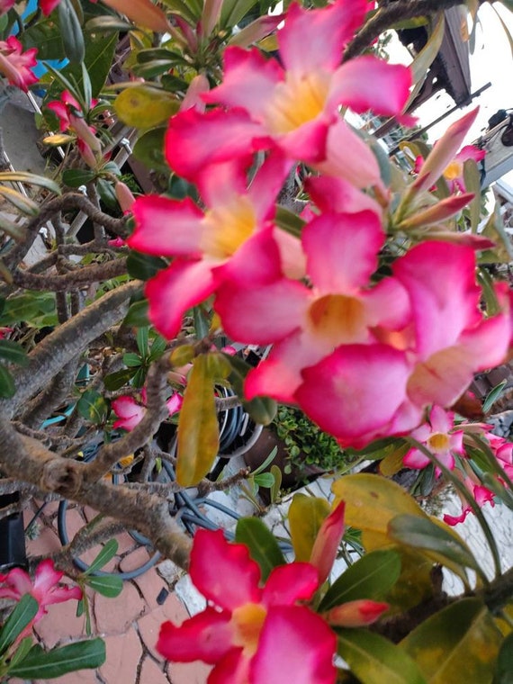 Adenium Obesum Desert Rose –