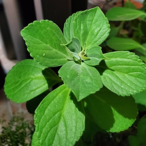 4 Organic Boldo Cuttings, Also known as Meprobamato Medicinal Plant rooted Cuttings 10 to 12 inches tall