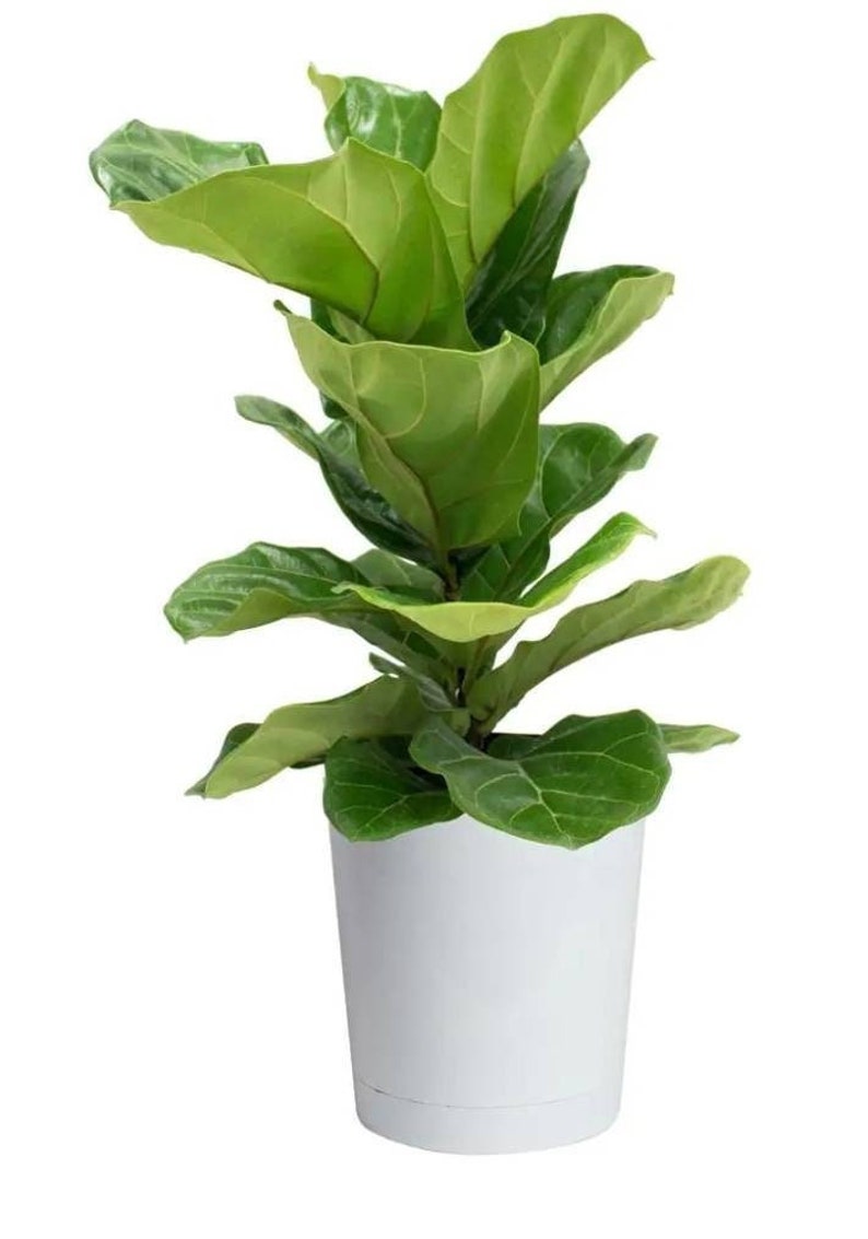 Ficus Lyrata Also Called Fiddle-fig Leaf Beautiful House - Etsy