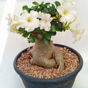 Rare Adenium Obesum Arabicum, Beautiful White flowers fat Caudex, Bonsai type, 8" to 10" inches tall, Healthy 2 year old live plant, unpoted