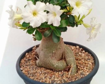 Rare Adenium Obesum Arabicum, Beautiful White flowers fat Caudex, Bonsai type, 8&quot; to 10&quot; inches tall, Healthy 2 year old live plant, unpoted