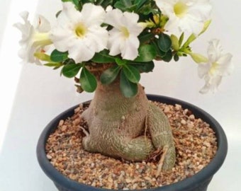 Rare Adenium Obesum Arabicum, belles fleurs blanches grosses caudex, type bonsaï, 20 à 25 cm de haut, plante vivante de 2 ans en bonne santé, sans pot