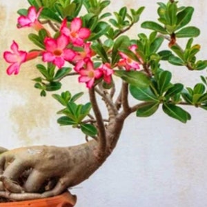 Adenium Obesum, also known as Desert Rose, 4 to 5 Years old Live Rooted Plant, Beautiful thick caudex ships no Pot