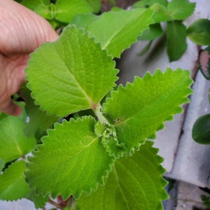 2 Organic Cuban Oregano Live plant, Cutting. Also known as Plectranthus amboinicus 10 to 12 inches Tall cuttings. image 2