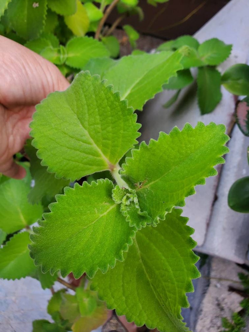 2 Organic Cuban Oregano Live plant, Cutting. Also known as Plectranthus amboinicus 10 to 12 inches Tall cuttings. image 2