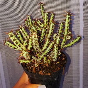 Rare Euphorbia Aeruginosa, Crimson Needle Plant, Miniature Saguaro Big & Exotic Cacti to have, Bushy ships with pot image 2