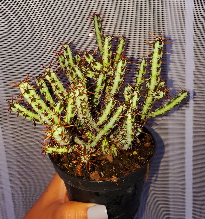 Rare Euphorbia Aeruginosa, Crimson Needle Plant, Miniature Saguaro Big & Exotic Cacti to have, Bushy ships with pot image 2