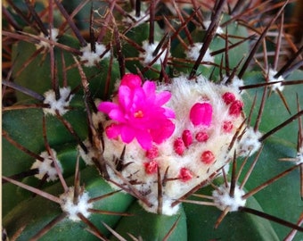 Melocactus azureus (“Turk's cap cactus