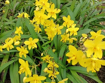 Spathoglottis plicata, Yellow Ground Orchid, Beautiful Blooming Rooted Live Plant, ships no pot