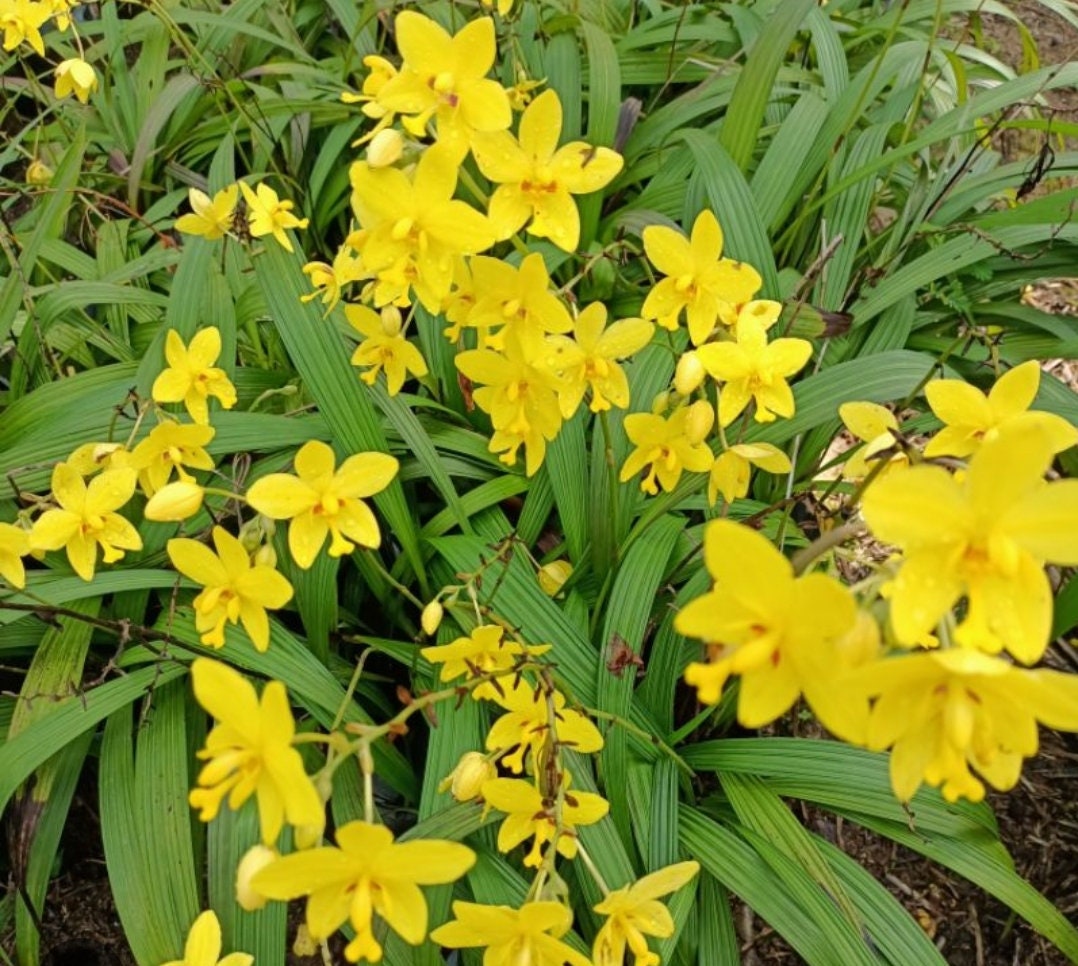 Spathoglottis plicata, orchidée jaune moulue, belle plante vivante enracinée en fleurs, livré sans pot