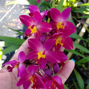 Rare Ground Orchid Bletilla Fushia Plum Striata Miniature Hybrid, grows up to 6 inches image 3