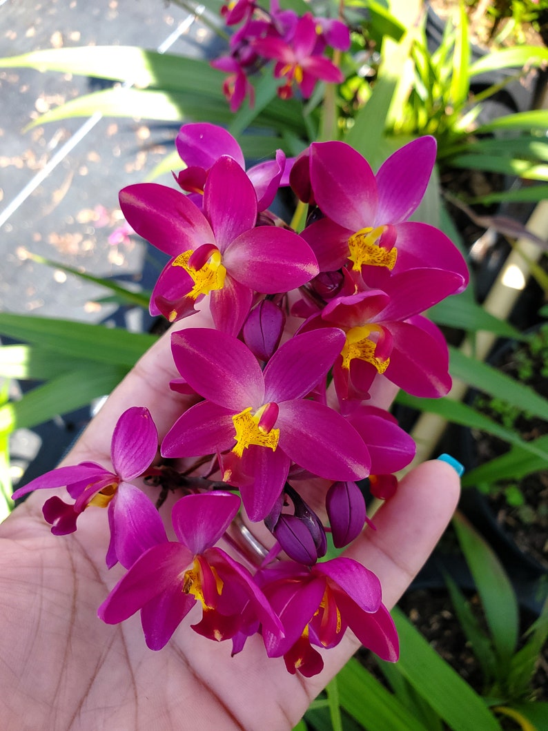 Rare Ground Orchid Bletilla Fushia Plum Striata Miniature Hybrid, grows up to 6 inches image 3