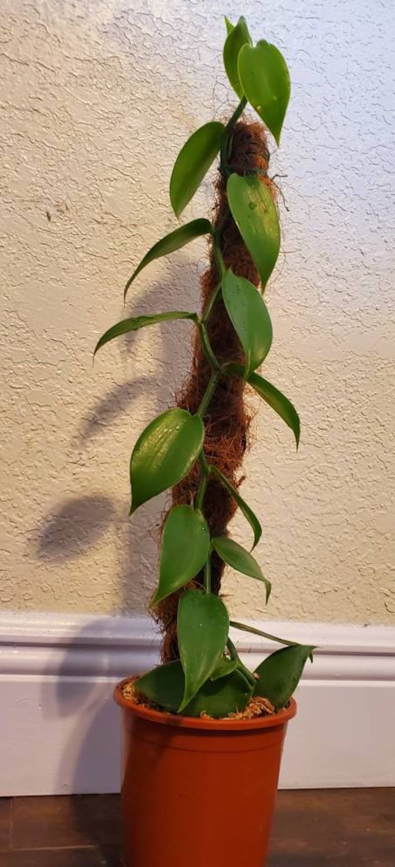 Vanilla planifolia, Vanilla Orchid, 20' to 22' inches long ships no pot or Totem. zdjęcie 4