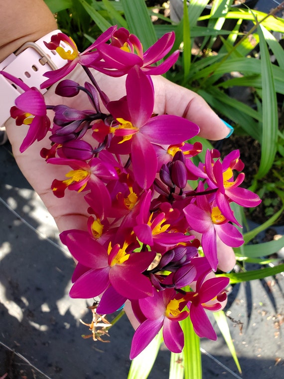Rare Ground Orchid Bletilla Fushia Plum Striata Miniature Hybrid, grows up to 6 inches ships no pot