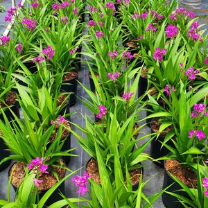 Spathoglottis plicata, Ground Orchid, Beautiful Blooming Rooted Live Plant, color Purple, ships no pot image 2