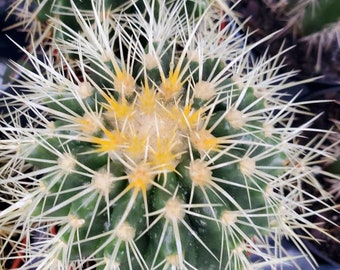 Golden Barrel cactus, Echinocactus grusonii or Kroenleinia grusonii, Super Elegant Cactus 6 inch Pot