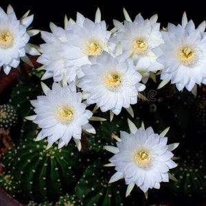Zeldzame Echinopsis subdenudata (dominocactus, nachtbloeiende egel, paasleliecactus) Grote mooie, levendgewortelde pot van 4 inch met veel baby's