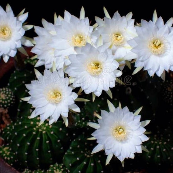 Rare Echinopsis subdenudata (Domino cactus, night blooming hedgehog, Easter lily cactus) Big Beautiful Live Rooted 4"Pot with lots of Babies