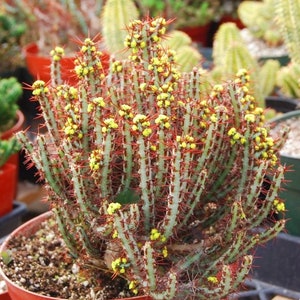 Rare Euphorbia Aeruginosa, Crimson Needle Plant, Miniature Saguaro Big & Exotic Cacti to have, Bushy ships with pot