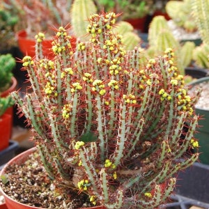 Rare Euphorbia Aeruginosa, Crimson Needle Plant, Miniature Saguaro Big & Exotic Cacti to have, Bushy ships with pot image 1