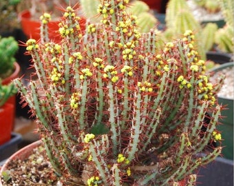 Rare Euphorbia Aeruginosa, Crimson Needle Plant, Miniature Saguaro Big & Exotic Cacti to have, Bushy ships with pot