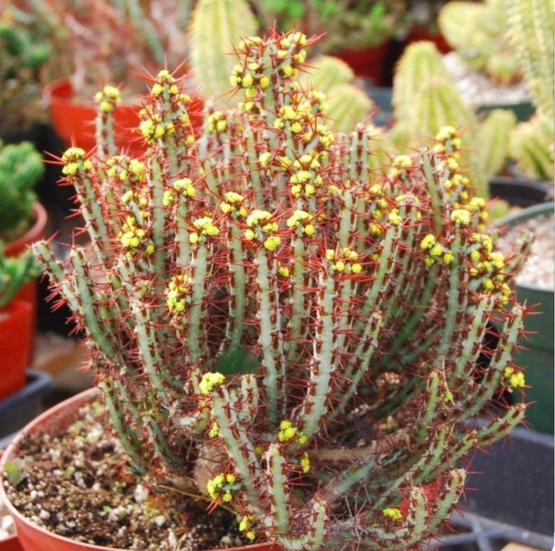 Rare Euphorbia Aeruginosa, Crimson Needle Plant, Miniature Saguaro Big & Exotic Cacti to have, Bushy ships with pot image 1