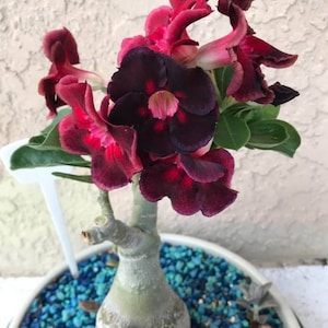 Rare Purple Plum Adenium Obesum, also known as Desert Rose, Beautiful Healthy One Year old Live Plant.