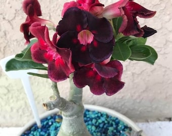 Rare Purple Plum Adenium Obesum, also known as Desert Rose, Beautiful Healthy One Year old Live Plant.