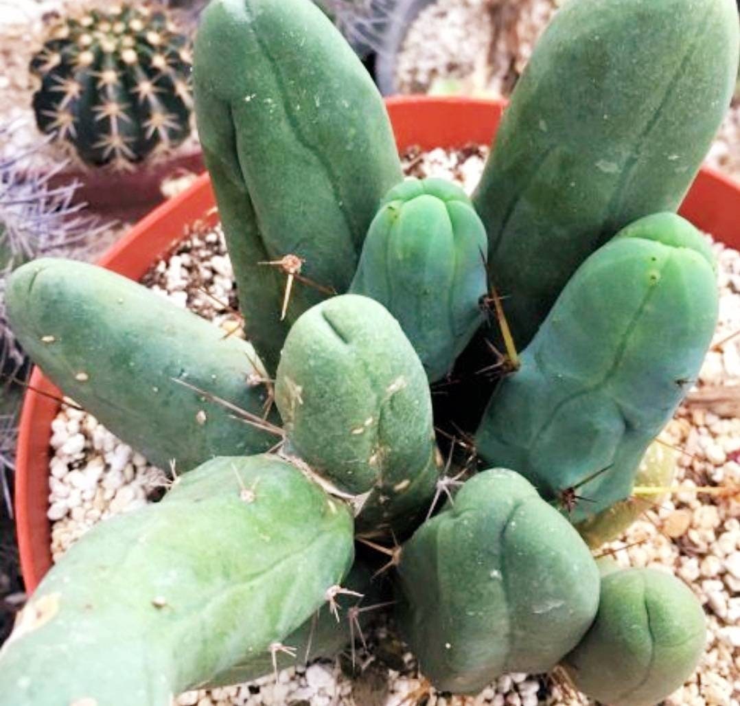 Penis Cactus, Trichocereus Bridgesii Monstrose, "prickly Pear" This is the  Most Funny Cactus Ever, Its Awesome for Gifts, Live Rooted Plants - Etsy
