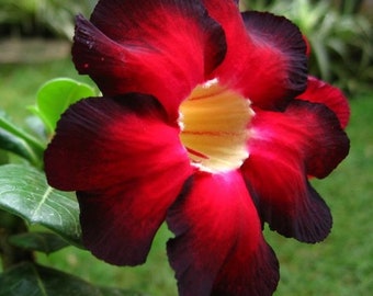 Fire Lady Adenium Obesum, Red & black Desert Rose, Live Rooted Plant, Beautiful, ship no Pot