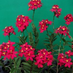 Rare Epidendrum Orchid Pink Watermelon Hybrid, 10 to 12" Live Rooted Cutting (2) Beautiful Pink blossoms all year long