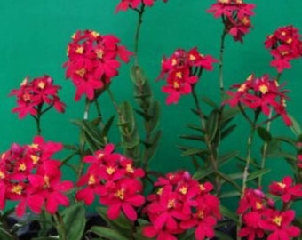 Rare Epidendrum Orchid Pink Watermelon Hybrid, 10 to 12" Live Rooted Cutting (2) Beautiful Pink blossoms all year long