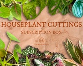 Houseplant Cuttings Subscription Box - 3.6.12 month options - Great for gifts, 3 fresh cuttings in a box every month