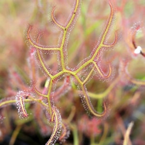Plant FAQs: Drosera Binata - Forked Sundew