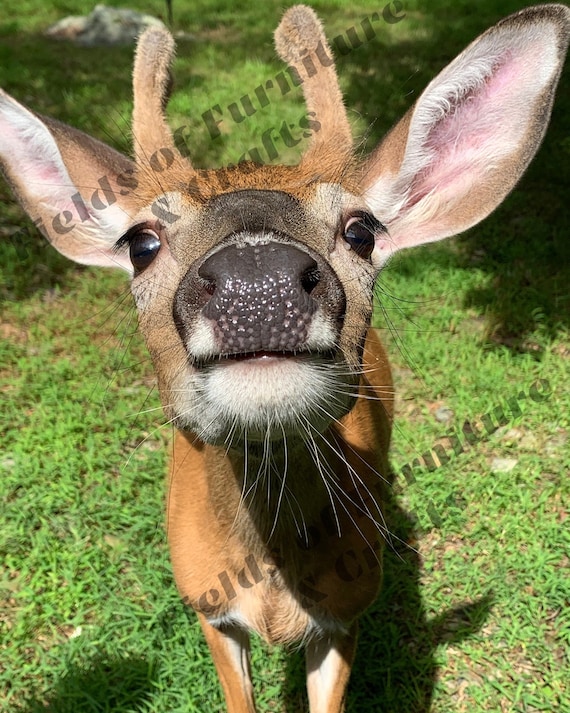 Downloadable Funny Deer Image Nose Curious Printable Doe Hunting