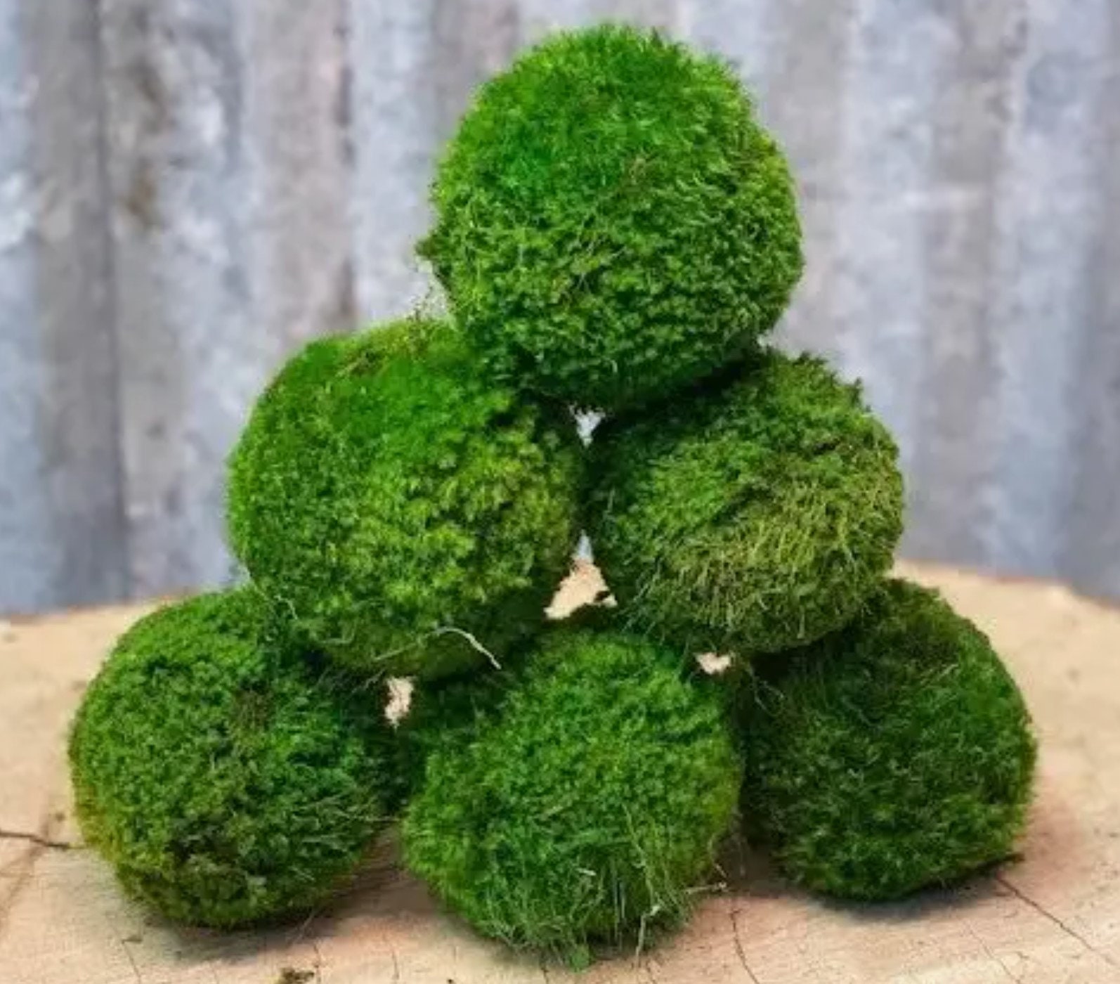 Natural Dark Green Moss Decorative Ball,Handmade