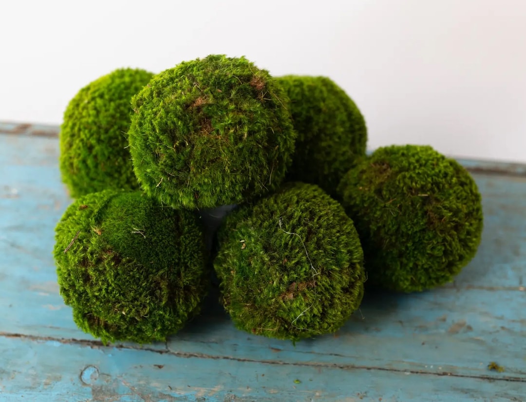 Large Preserved Moss Balls Real Preserved Moss Decorative Moss Balls